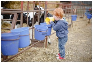 child feeding calves
